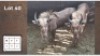 2X GOUE WILDEBEES M:2 (Per Piece to take the lot/Per stuk om lot te neem)