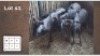 3X BLOUWILDEBEES V/F:3 (Per Piece to take the lot/Per stuk om lot te neem)