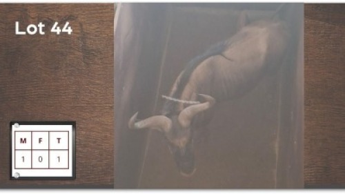 1X BLOUWILDEBEES M:1