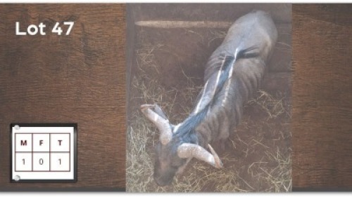 1X BLOUWILDEBEES M:1
