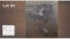 7X BLOUWILDEBEES M:7 (Per Piece to take the lot/Per stuk om lot te neem)