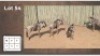 4X BLOUWILDEBEES M:4 (Per Piece to take the lot/Per stuk om lot te neem)
