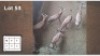 6X BLESBOK M:6 (Per Piece to take the lot/Per stuk om lot te neem)