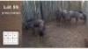 5X BLOUWILDEBEES (Per Piece to take the lot/Per stuk om lot te neem)