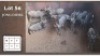 9X BLOUWILDEBEES (Per Piece to take the lot/Per stuk om lot te neem)