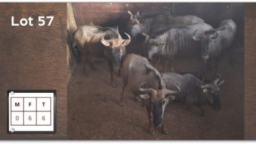 6X BLOUWILDEBEES V/F:6 (Per Piece to take the lot/Per stuk om lot te neem)