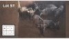 6X BLOUWILDEBEES V/F:6 (Per Piece to take the lot/Per stuk om lot te neem)