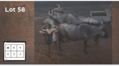 3X BLOUWILDEBEES V/F:3 (Per Piece to take the lot/Per stuk om lot te neem)