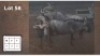 3X BLOUWILDEBEES V/F:3 (Per Piece to take the lot/Per stuk om lot te neem)