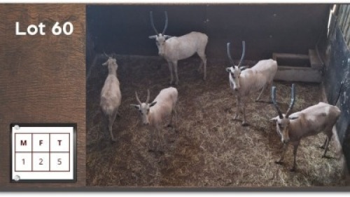 5X WIT BLESBOK M:1 V/F:2 (Per Piece to take the lot/Per stuk om lot te neem)