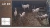 5X WIT BLESBOK M:1 V/F:2 (Per Piece to take the lot/Per stuk om lot te neem)