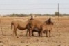 2 X MEATMASTERS OOI/EWE DIDYMUS MEATMASTERS