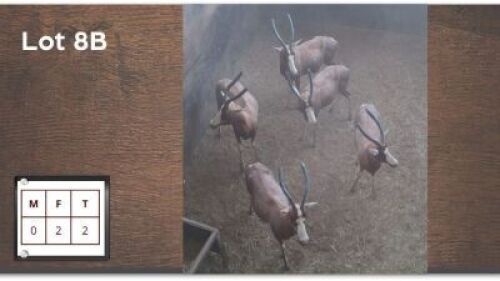2X BLESBOK V/F:2 (Per Piece to take the lot/Per stuk om lot te neem)