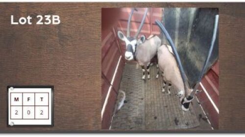 2X GEMSBOK M:2 (Per Piece to take the lot/Per stuk om lot te neem)