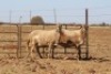 2 X MEATMASTERS OOI/EWE DIDYMUS MEATMASTERS - 2