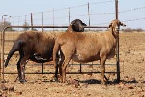 2 X MEATMASTERS OOI/EWE DIDYMUS MEATMASTERS