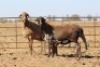 2 X MEATMASTERS OOI/EWE DIDYMUS MEATMASTERS - 2