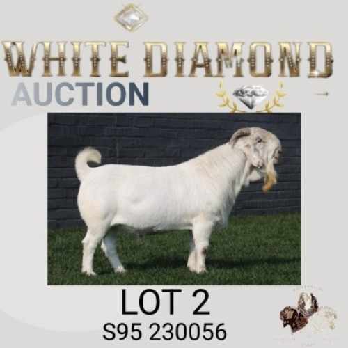 1 X SA SAVANNA STUD BUCK MAIZE VALLEY