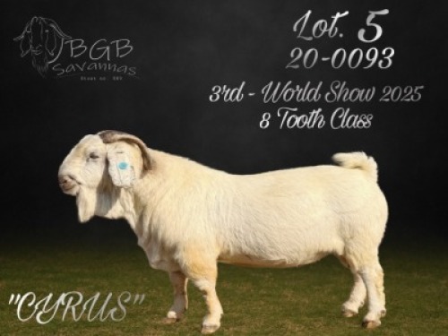 1 X SA SAVANNA STUD BUCK BGB SAVANNAS