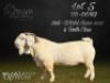 1 X SA SAVANNA STUD BUCK BGB SAVANNAS