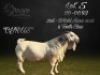 1 X SA SAVANNA STUD BUCK BGB SAVANNAS - 2