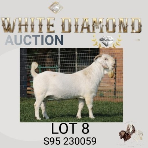 1 X SA SAVANNA STUD BUCK MAIZE VALLEY