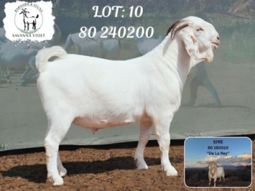 1 X SA SAVANNA BUCK BARNARD & SEUNS SAVANNA STOET