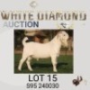 1 X SA SAVANNA STUD BUCK MAIZE VALLEY