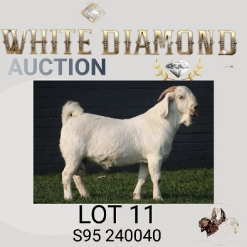 1 X SA SAVANNA FLOCK BUCK MAIZE VALLEY