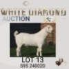 1 X SA SAVANNA BUCK MAIZE VALLEY