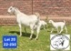 1+2 X SA SAVANNA FLOCK DOE JOHAN MARITZ