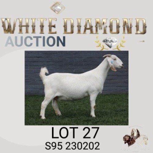 1 X SA SAVANNA STUD PREGNANT DOE MAIZE VALLEY