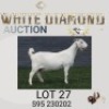 1 X SA SAVANNA STUD PREGNANT DOE MAIZE VALLEY
