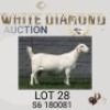 1 X SA SAVANNA STUD PREGNANT DOE MAIZE VALLEY