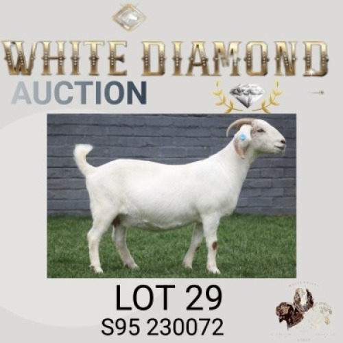 1 X SA SAVANNA STUD PREGNANT DOE MAIZE VALLEY