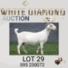 1 X SA SAVANNA STUD PREGNANT DOE MAIZE VALLEY