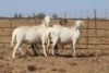 3 X MEATMASTERS OOI/EWE DIDYMUS MEATMASTERS - 2