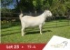 1 X SA SAVANNA FLOCK PREGNANT DOE DANIE DU TOIT SAVANNA STOET