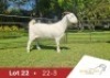 1 X SA SAVANNA FLOCK DOE DANIE DU TOIT SAVANNA STOET