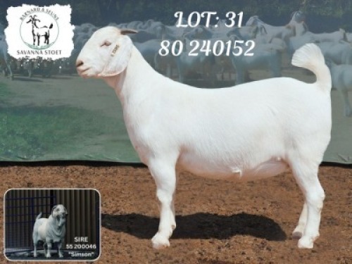 1 X SA SAVANNA STUD DOE BARNARD & SEUNS SAVANNA STOET