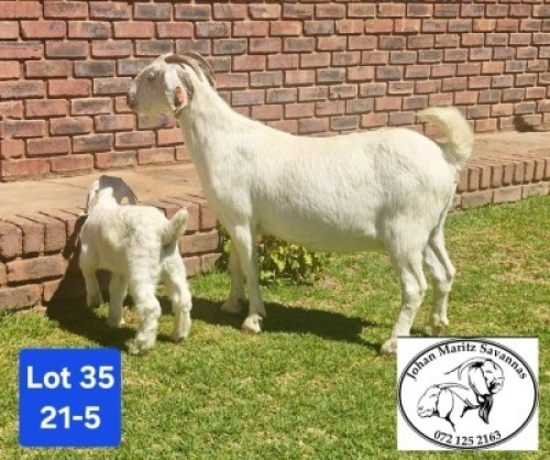 1+1 X SA SAVANNA FLOCK DOE JOHAN MARITZ