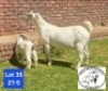 1+1 X SA SAVANNA FLOCK DOE JOHAN MARITZ