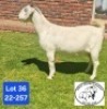 1 X SA SAVANNA STUD PREGNANT DOE JOHAN MARITZ