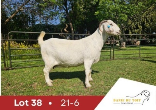 1 X SA SAVANNA STUD PREGNANT DOE DANIE DU TOIT SAVANNA STOET