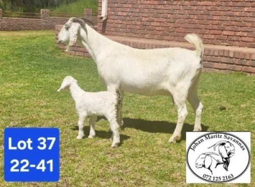 1+1 X SA SAVANNA FLOCK DOE JOHAN MARITZ
