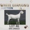 1 X SA SAVANNA STUD PREGNANT DOE MAIZE VALLEY