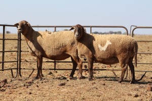 2 X MEATMASTERS OOI/EWE DIDYMUS MEATMASTERS