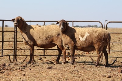 2 X MEATMASTERS OOI/EWE DIDYMUS MEATMASTERS