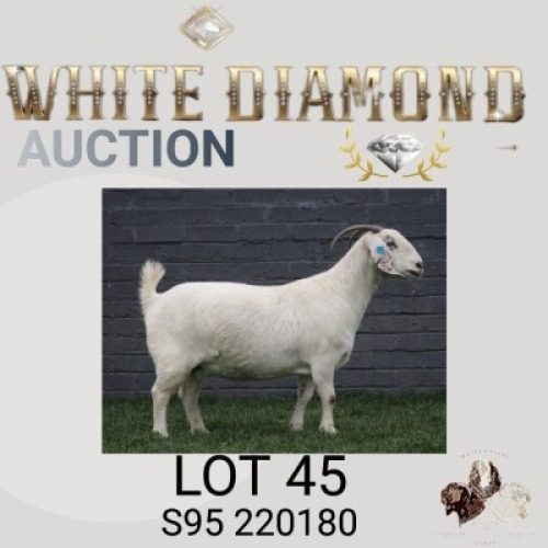 1 X SA SAVANNA STUD DOE MAIZE VALLEY