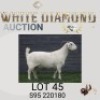 1 X SA SAVANNA STUD DOE MAIZE VALLEY